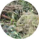 Gartenabfälle